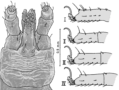 Bild-Argas polonicus Nymphe