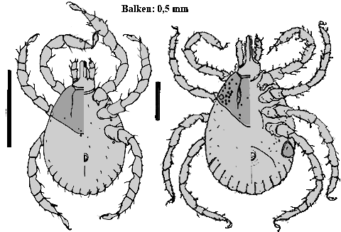 Bild-Amblyomma variegatum Nymphe und Larve