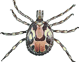 Bild-Amblyomma variegatum Habitus