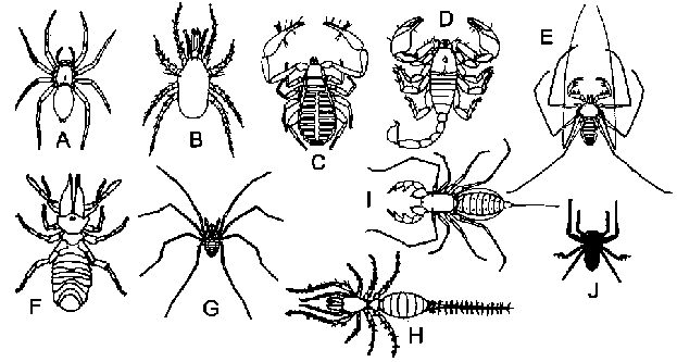 Bild-Typisches Aussehen von Vertretern der Arachnidenordnungen