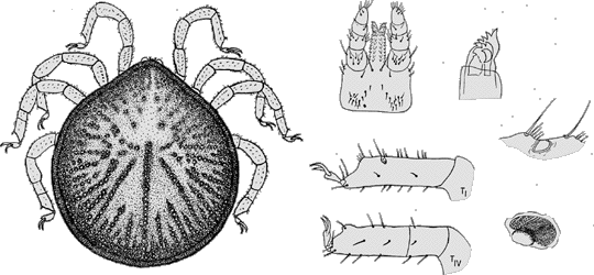 Bild-A vespertilionis Adult