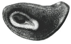 Bild-Spirakular­platte von D. marginatus, Maennchen