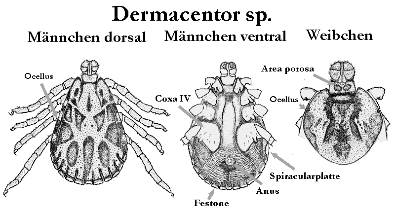 Bild-Dermacentor