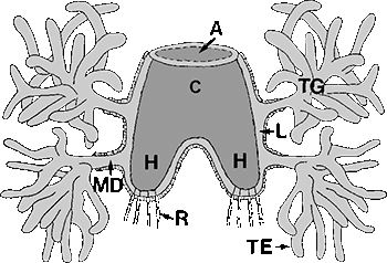 Bild-Genesches Organ von Hyalomma asiaticum
