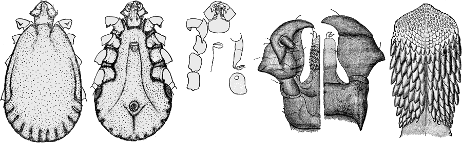 Bild-H. concinna, Männchen