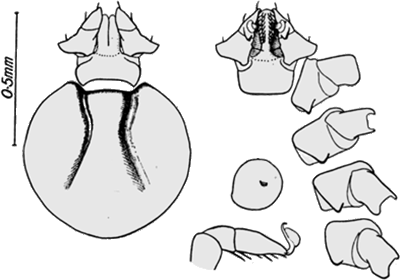 Bild-H. concinna, Nymphe