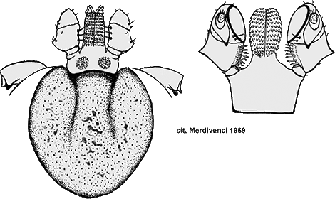 Bild-H. concinna, Weibchen