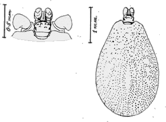 Bild-H. inermis, Maennchen