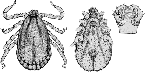 Bild-H. parva, Maennchen