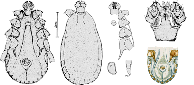 Bild-H. punctata, Maennchen