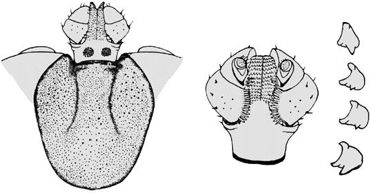 Bild-H. punctata, Weibchen