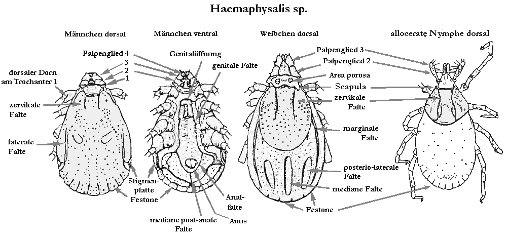 Bild-Haemaphysalis