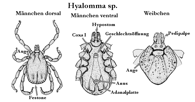 Bild-Hyalomma