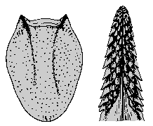 Bild-I. apronophorus, Weibchen