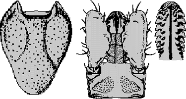 Bild-Gnathosoma und Hypostom von I. canisuga, Weibchen