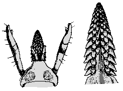 Bild-Gnathosoma und Hypostom von I. acuminatus, Weibchen