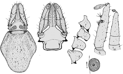 Bild-Ixodes frontalis, Weibchen