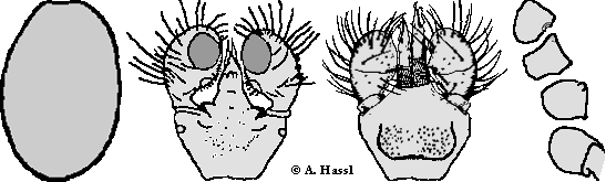 Bild-I. vespertilionis, Männchen