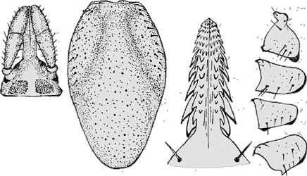 Bild-I. vespertilionis, Weibchen