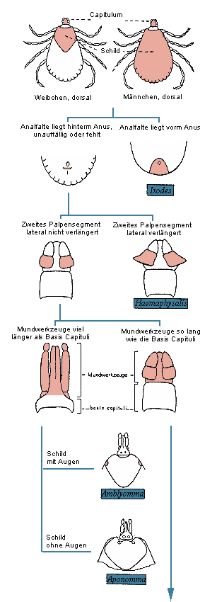 Bild-Ixodes Schluessel
