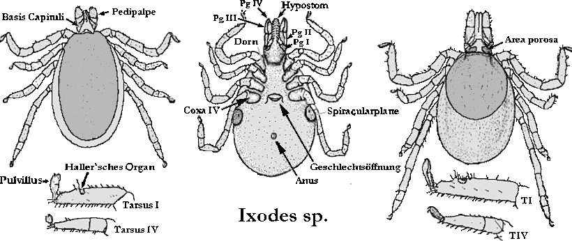 Bild-Ixodes