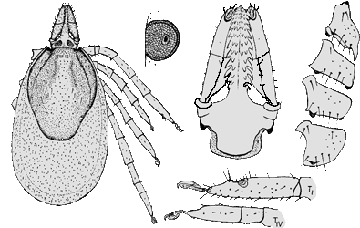 Bild-I. laguri, Weibchen