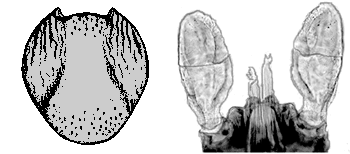 Bild-I. rugicollis, Weibchen