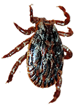 Bild-Dermacentor marginatus Habitus