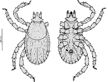 Bild-R. sanguineus Nymphe