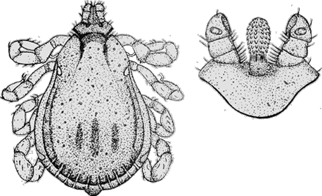 Bild-R. turanicus, Maennchen