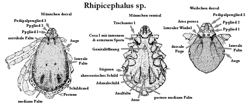 Bild-Rhipicephalus