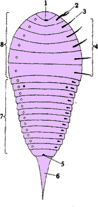 Bild-Spinnenschema