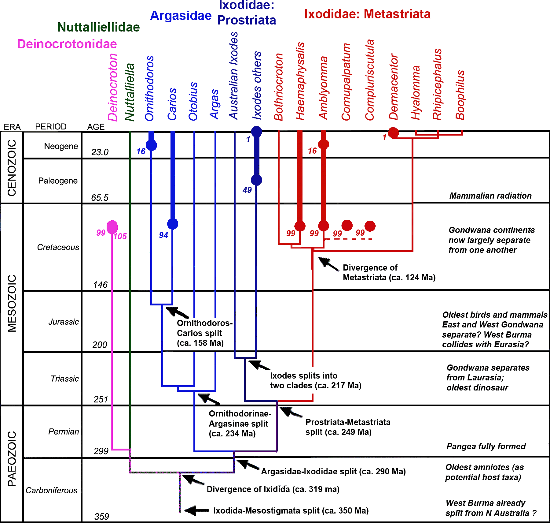 Bild-Zeckenstammbaum