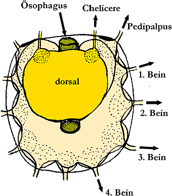 Bild-Ganglion