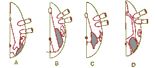 Bild-Bauchbeschilderung bei vier Schild­zecken­gattungen