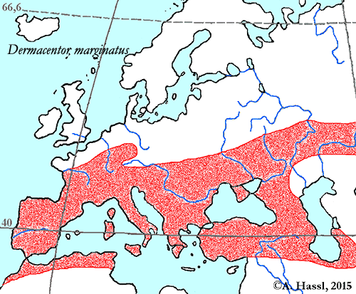 Bild-Verbreitung von D. marginatus in Europa