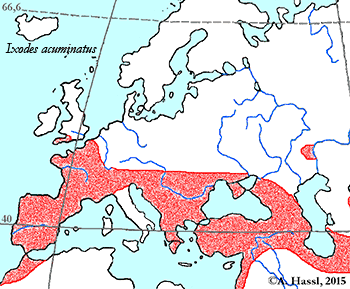 Bild-Verbreitung von I. acuminatus in Europa