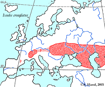 Bild-Verbreitung von I. crenulatus in Europa