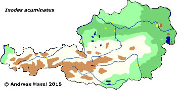 Bild-Verbreitung von I. acuminatus