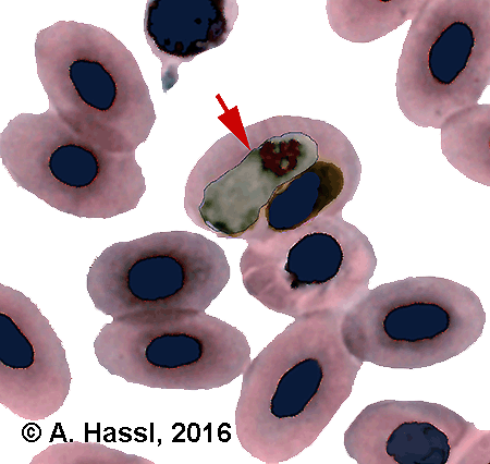 Bild-Hemogregarine in Reptil