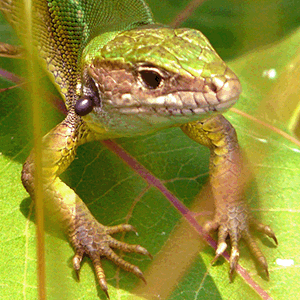 Bild-Zecke auf Reptil
