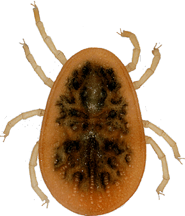 Bild-Argas reflexus Adult